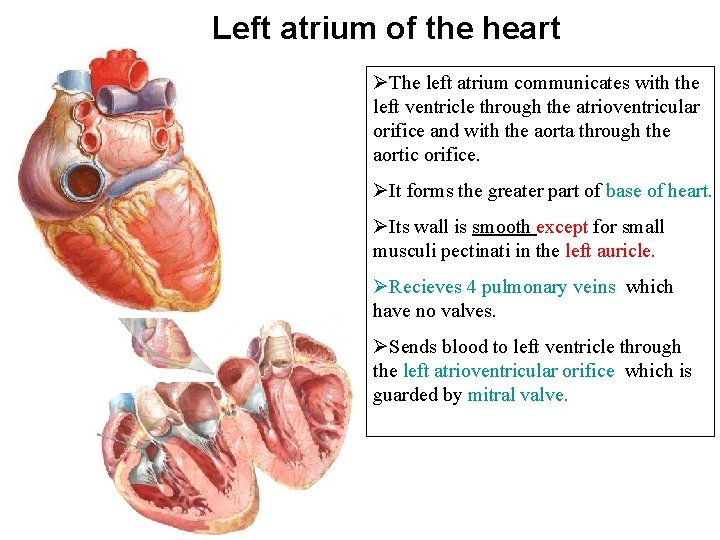 Left atrium of the heart ØThe left atrium communicates with the left ventricle through