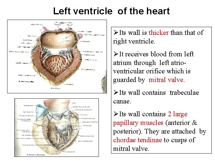 Left ventricle of the heart ØIts wall is thicker than that of right ventricle.