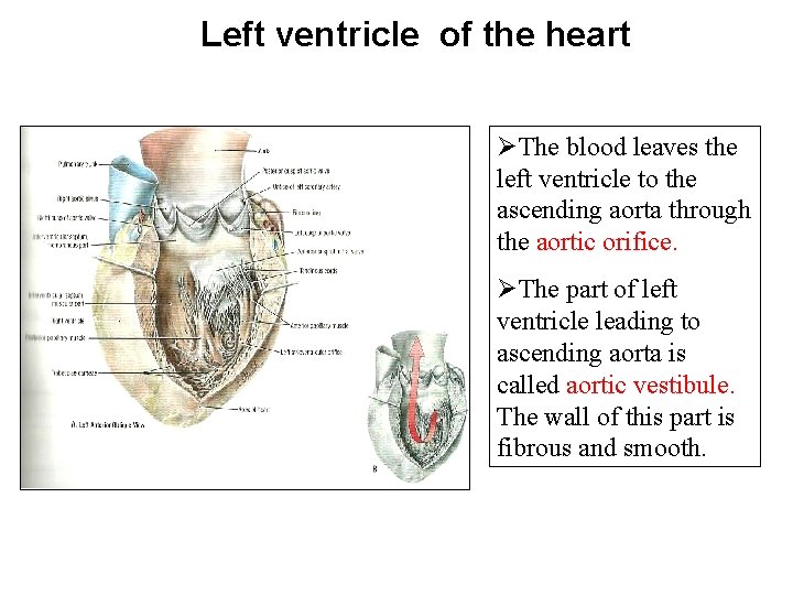 Left ventricle of the heart ØThe blood leaves the left ventricle to the ascending