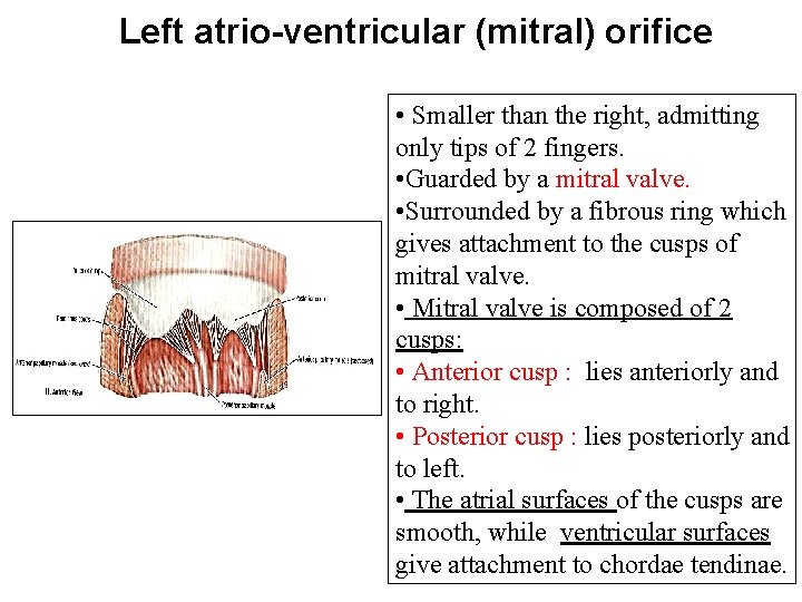 Left atrio-ventricular (mitral) orifice • Smaller than the right, admitting only tips of 2