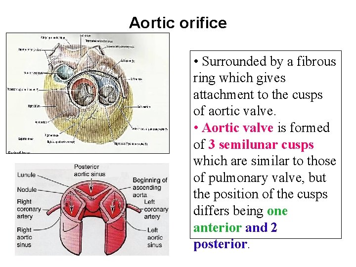 Aortic orifice • Surrounded by a fibrous ring which gives attachment to the cusps
