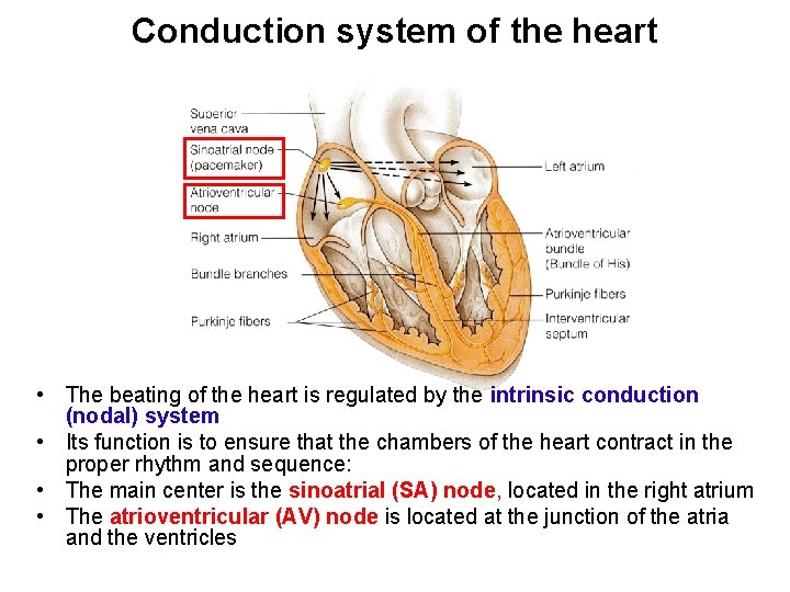 Conduction system of the heart • The beating of the heart is regulated by
