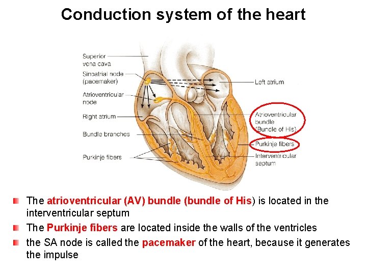 Conduction system of the heart The atrioventricular (AV) bundle (bundle of His) is located