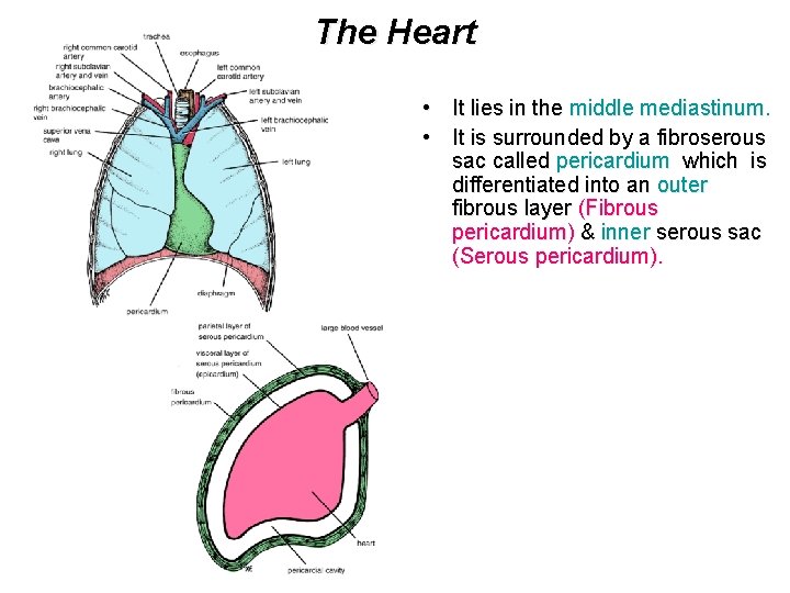The Heart • It lies in the middle mediastinum. • It is surrounded by