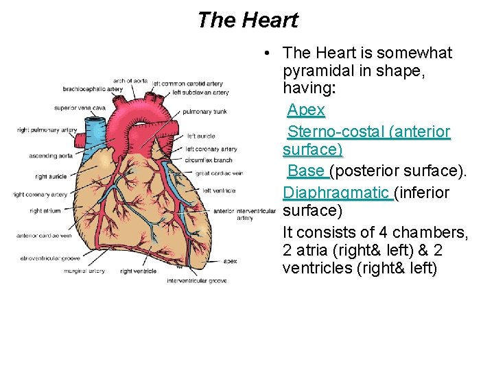 The Heart • The Heart is somewhat pyramidal in shape, having: • Apex •