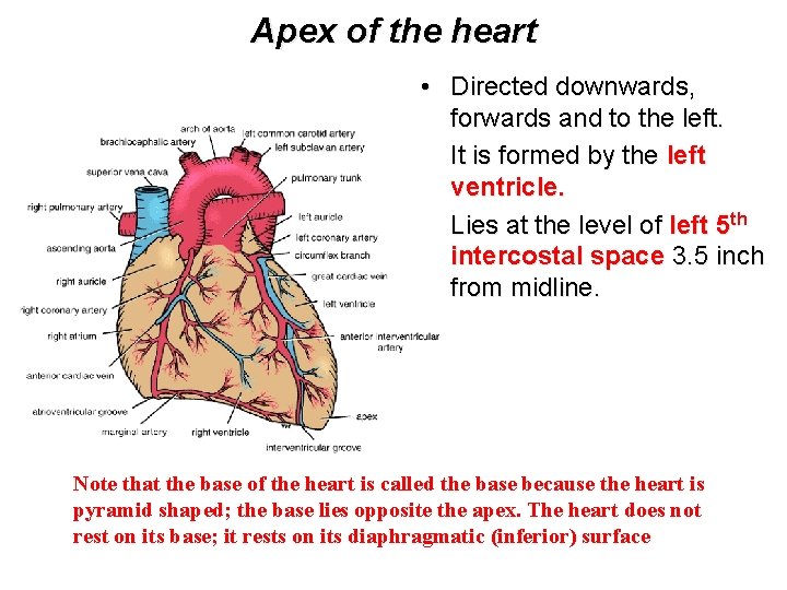Apex of the heart • Directed downwards, forwards and to the left. • It
