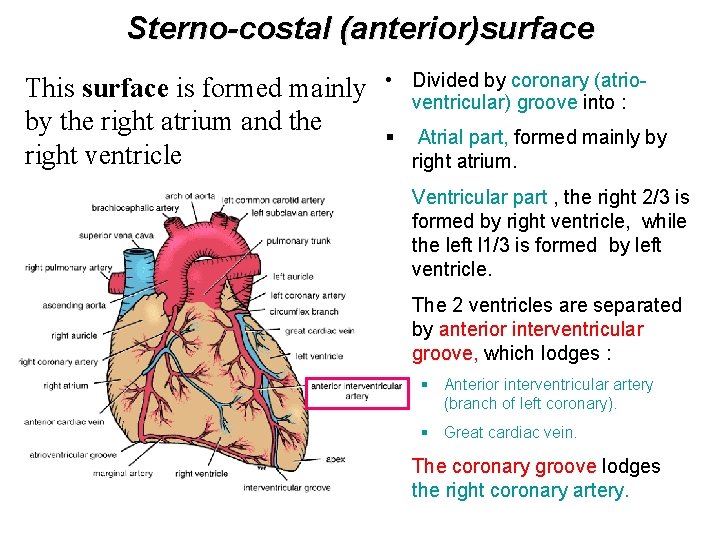 Sterno-costal (anterior)surface This surface is formed mainly by the right atrium and the right
