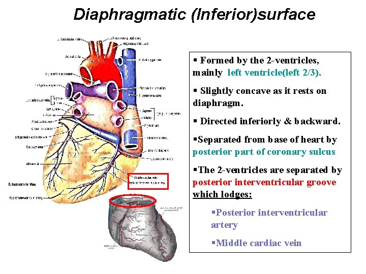 Diaphragmatic (Inferior)surface § Formed by the 2 -ventricles, mainly left ventricle(left 2/3). § Slightly