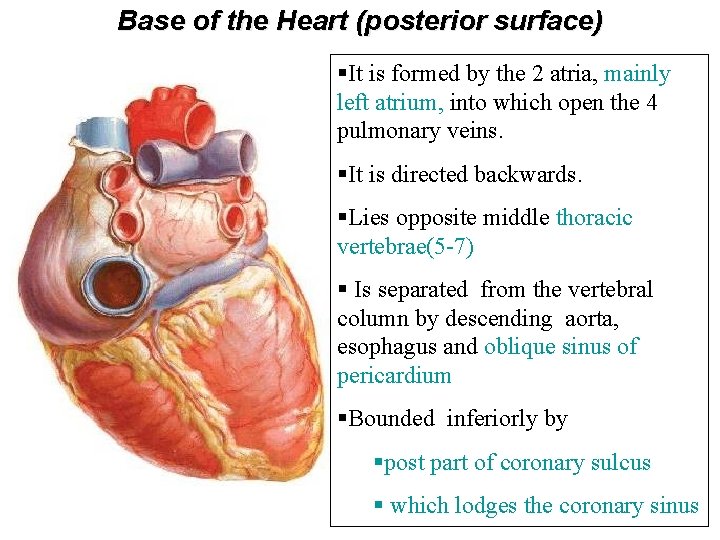 Base of the Heart (posterior surface) §It is formed by the 2 atria, mainly