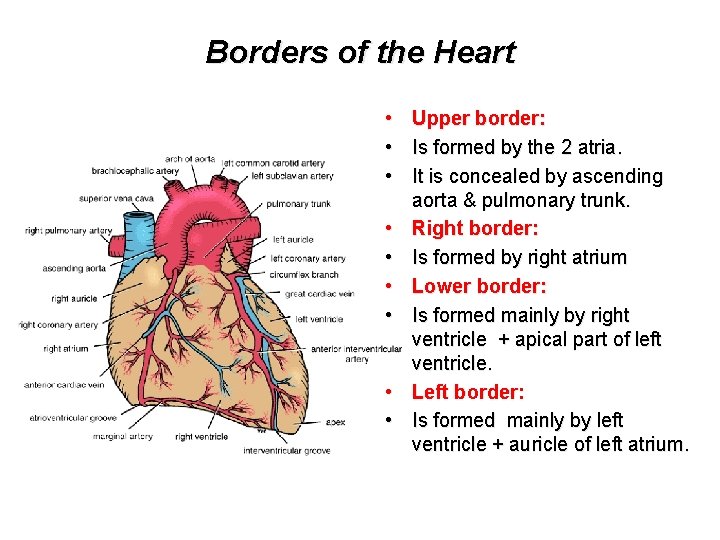 Borders of the Heart • Upper border: • Is formed by the 2 atria.