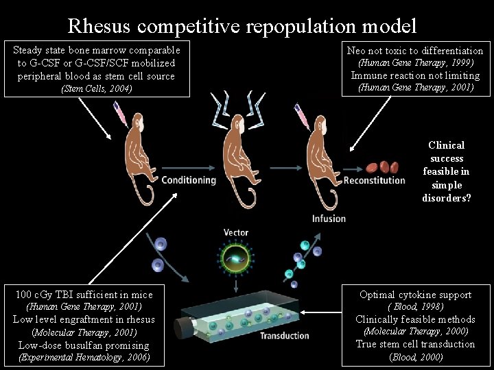 Rhesus competitive repopulation model Steady state bone marrow comparable to G-CSF or G-CSF/SCF mobilized