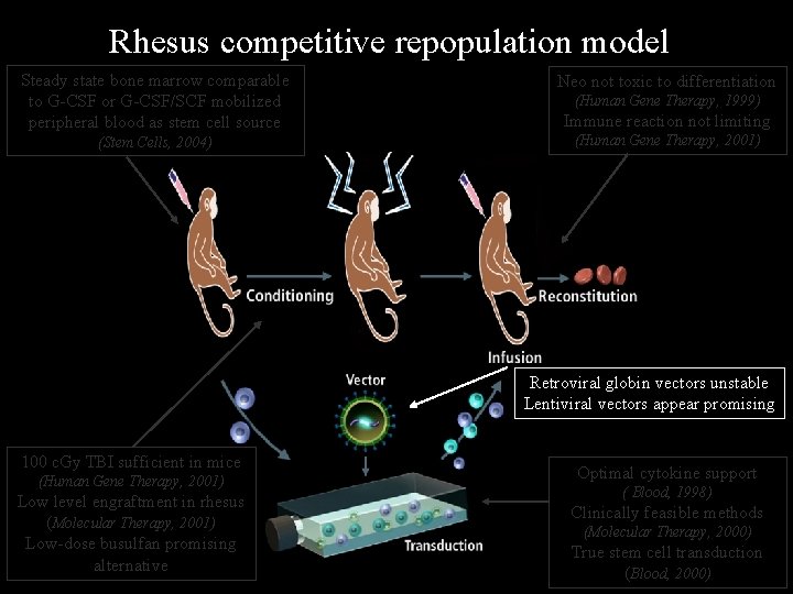 Rhesus competitive repopulation model Steady state bone marrow comparable to G-CSF or G-CSF/SCF mobilized
