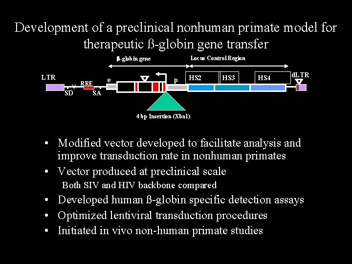 Development of a preclinical nonhuman primate model for therapeutic ß-globin gene transfer b-globin gene