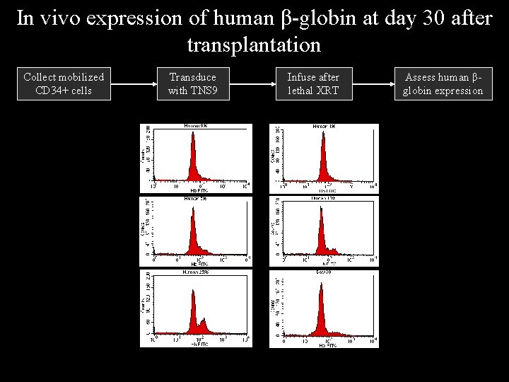 In vivo expression of human β-globin at day 30 after transplantation Collect mobilized CD