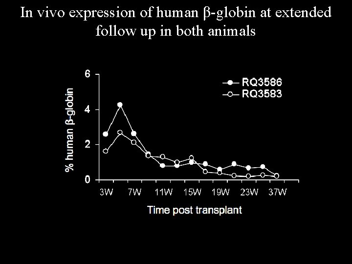 In vivo expression of human β-globin at extended follow up in both animals 