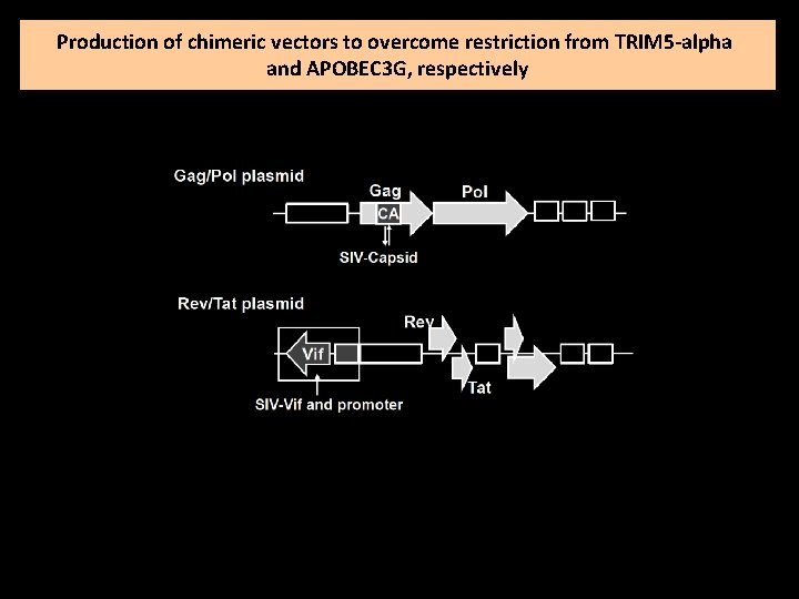 Production of chimeric vectors to overcome restriction from TRIM 5 -alpha and APOBEC 3