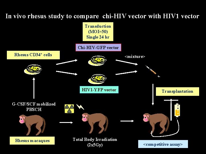 In vivo rhesus study to compare chi-HIV vector with HIV 1 vector Transduction (MOI=50)