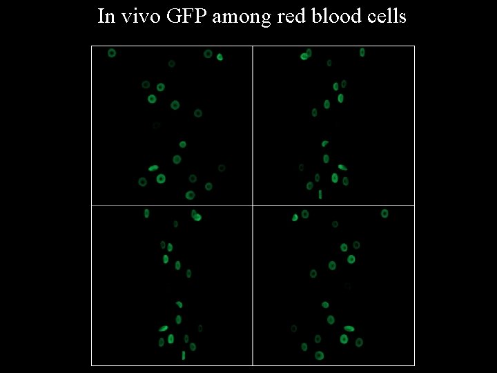 In vivo GFP among red blood cells 