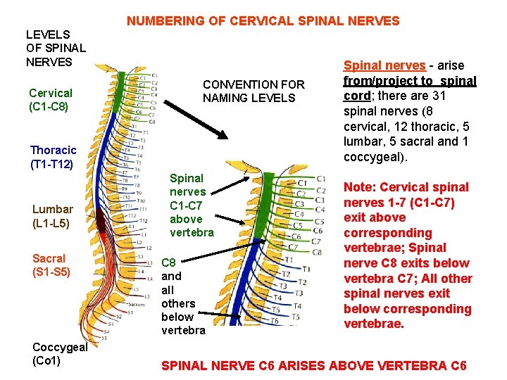 NUMBERING OF CERVICAL SPINAL NERVES LEVELS OF SPINAL NERVES Cervical (C 1 -C 8)