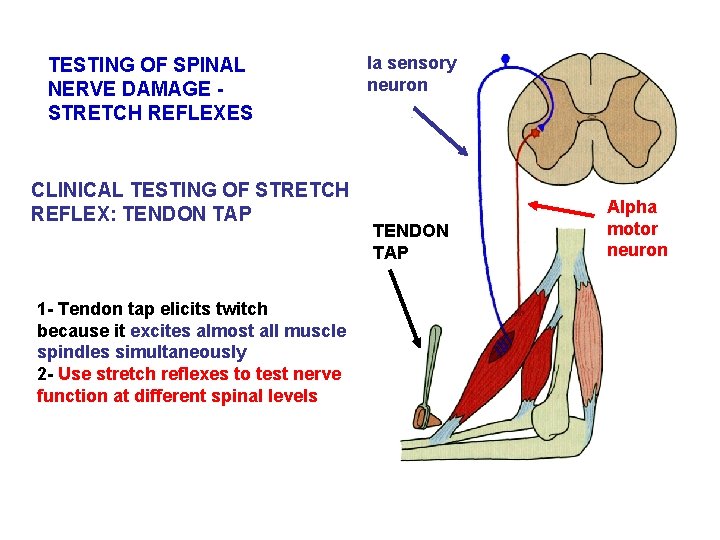 TESTING OF SPINAL NERVE DAMAGE STRETCH REFLEXES CLINICAL TESTING OF STRETCH REFLEX: TENDON TAP