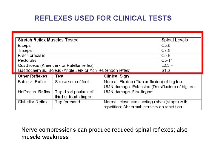 REFLEXES USED FOR CLINICAL TESTS Nerve compressions can produce reduced spinal reflexes; also muscle