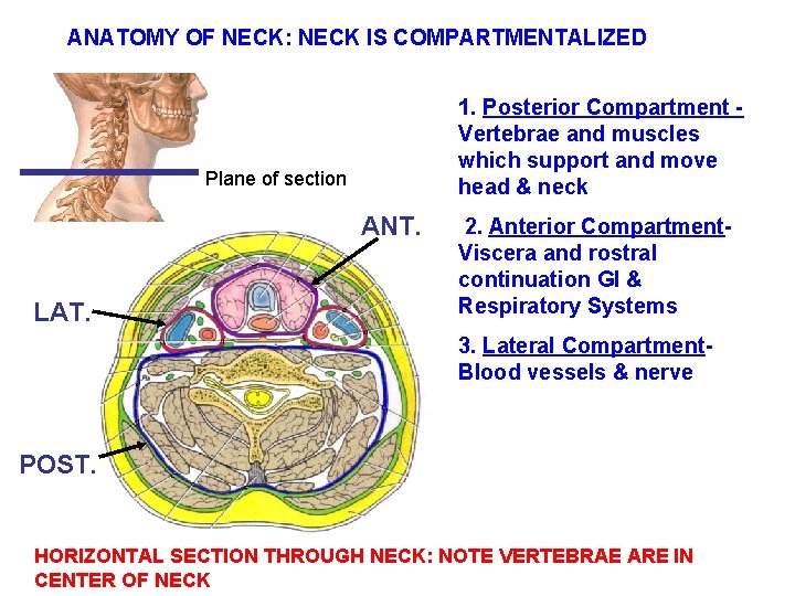 ANATOMY OF NECK: NECK IS COMPARTMENTALIZED 1. Posterior Compartment Vertebrae and muscles which support