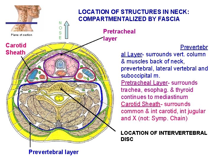 Plane of section N O S E LOCATION OF STRUCTURES IN NECK: COMPARTMENTALIZED BY