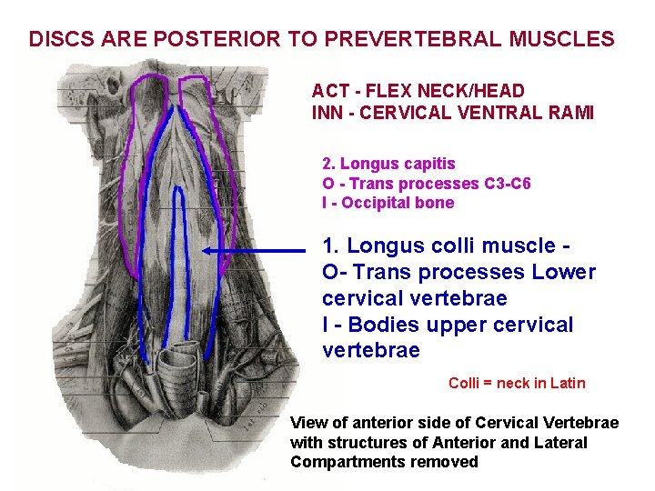DISCS ARE POSTERIOR TO PREVERTEBRAL MUSCLES ACT - FLEX NECK/HEAD INN - CERVICAL VENTRAL