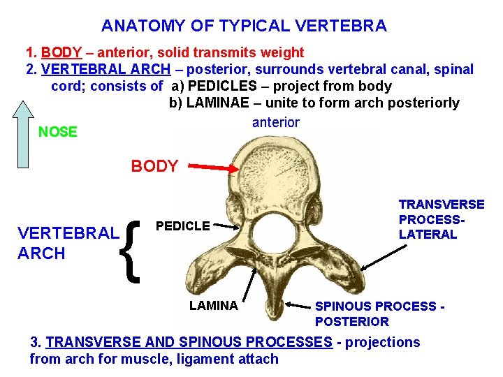 ANATOMY OF TYPICAL VERTEBRA 1. BODY – anterior, solid transmits weight 2. VERTEBRAL ARCH