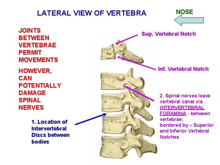 LATERAL VIEW OF VERTEBRA JOINTS BETWEEN VERTEBRAE PERMIT MOVEMENTS HOWEVER, CAN POTENTIALLY DAMAGE SPINAL