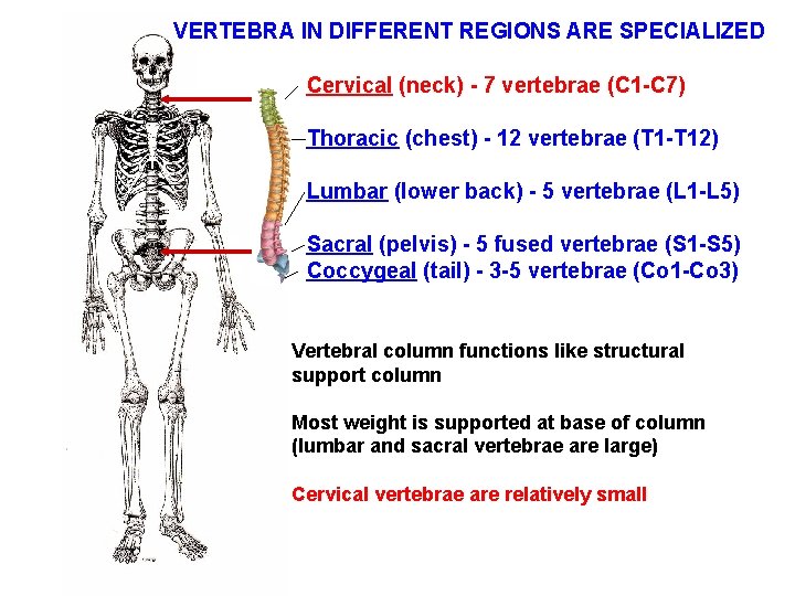 VERTEBRA IN DIFFERENT REGIONS ARE SPECIALIZED Cervical (neck) - 7 vertebrae (C 1 -C