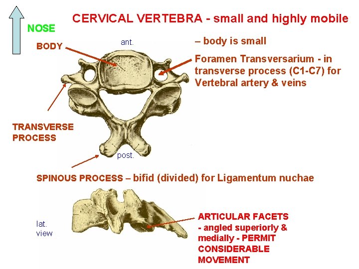 NOSE CERVICAL VERTEBRA - small and highly mobile BODY ant. – body is small