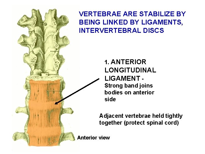 VERTEBRAE ARE STABILIZE BY BEING LINKED BY LIGAMENTS, INTERVERTEBRAL DISCS 1. ANTERIOR LONGITUDINAL LIGAMENT