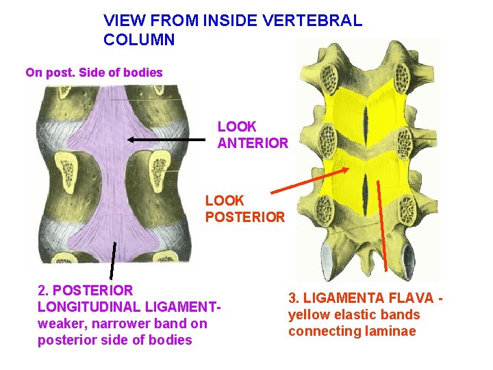 VIEW FROM INSIDE VERTEBRAL COLUMN On post. Side of bodies LOOK ANTERIOR LOOK POSTERIOR