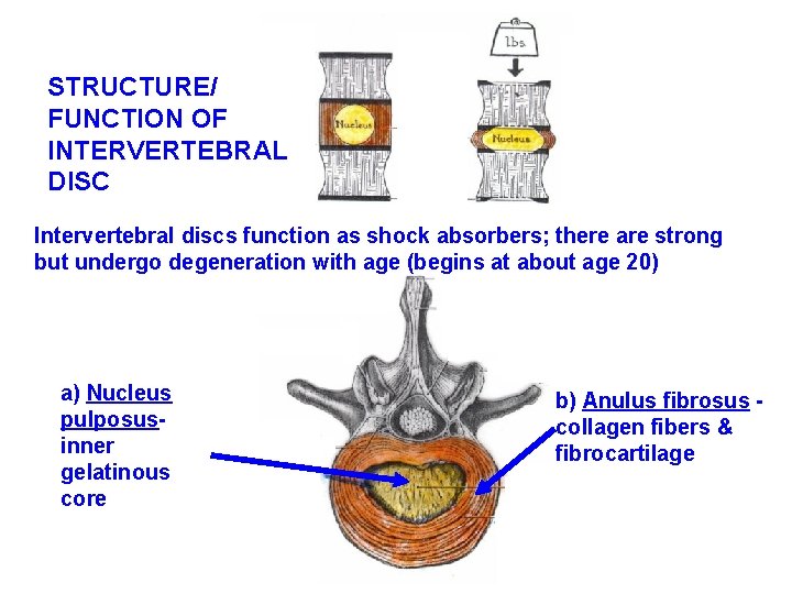 REVIEW OF ANATOMY OF SPINE UNDERLYING INTERVERTEBRAL DISC