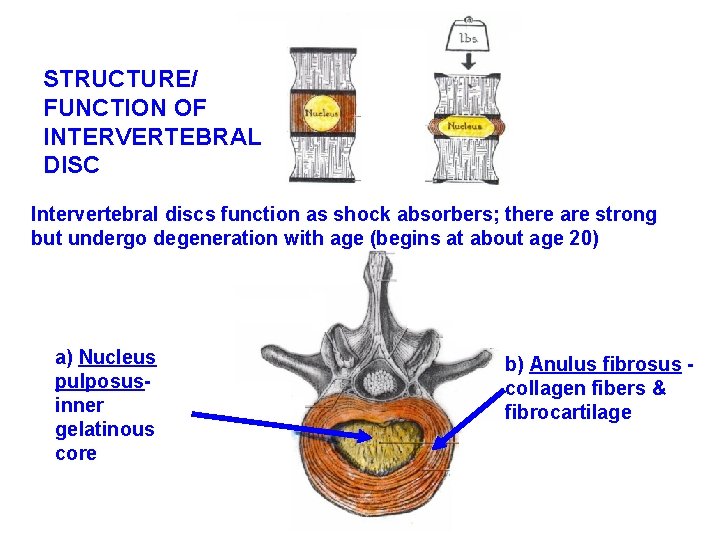 STRUCTURE/ FUNCTION OF INTERVERTEBRAL DISC Intervertebral discs function as shock absorbers; there are strong