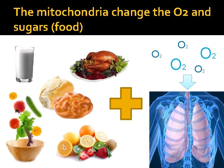 The mitochondria change the O 2 and sugars (food) O 2 O 2 O