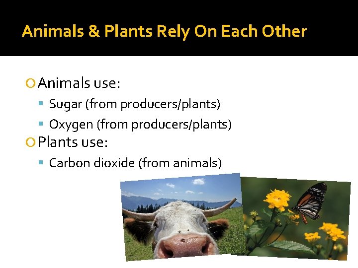 Animals & Plants Rely On Each Other Animals use: Sugar (from producers/plants) Oxygen (from