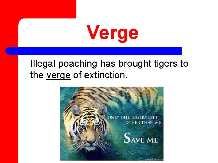 Verge Illegal poaching has brought tigers to the verge of extinction. 