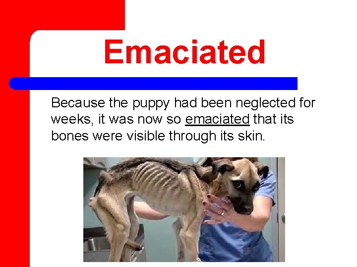 Emaciated Because the puppy had been neglected for weeks, it was now so emaciated