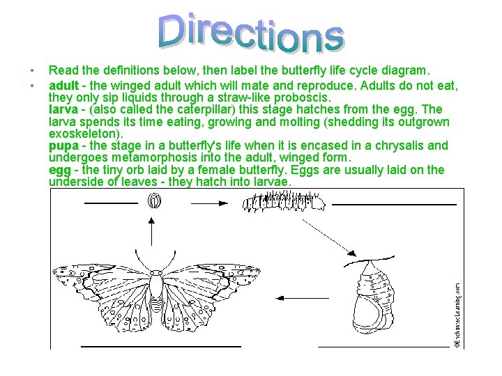  • • Read the definitions below, then label the butterfly life cycle diagram.
