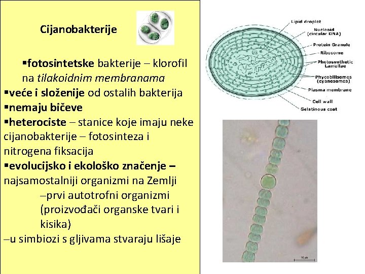 Cijanobakterije §fotosintetske bakterije – klorofil na tilakoidnim membranama §veće i složenije od ostalih bakterija