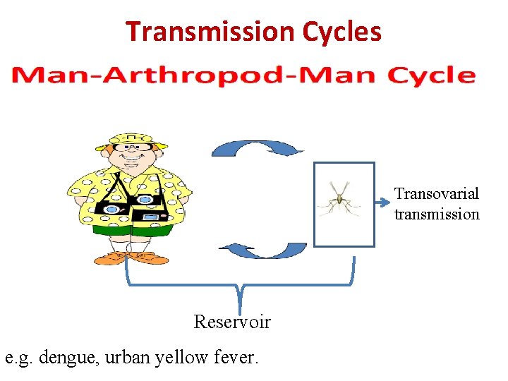 Transmission Cycles Transovarial transmission Reservoir e. g. dengue, urban yellow fever. 