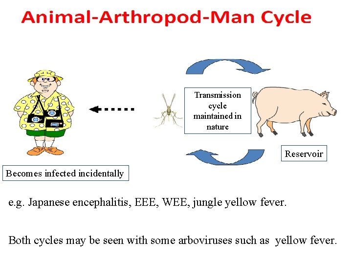Transmission cycle maintained in nature Reservoir Becomes infected incidentally e. g. Japanese encephalitis, EEE,