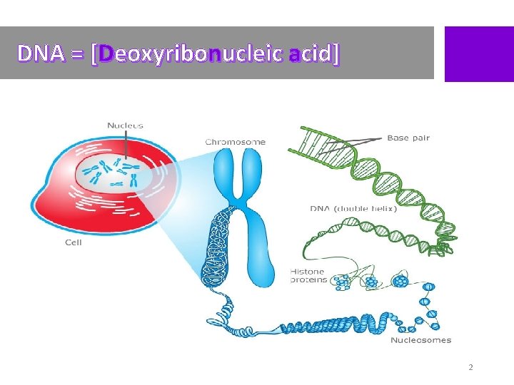 DNA = [Deoxyribonucleic acid] 2 