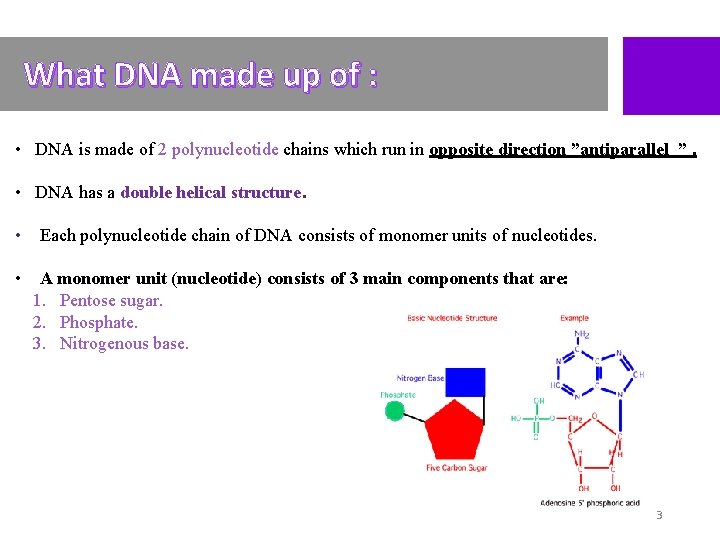What DNA made up of : • DNA is made of 2 polynucleotide chains