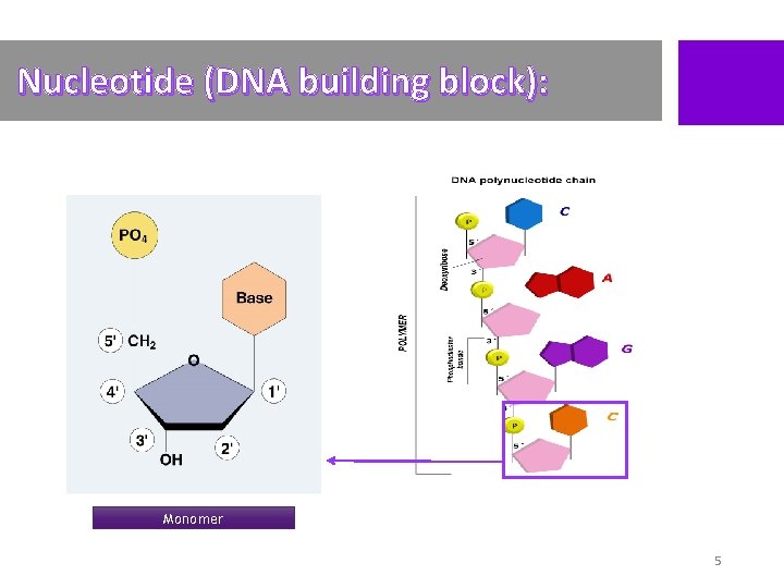 Nucleotide (DNA building block): Monomer 5 