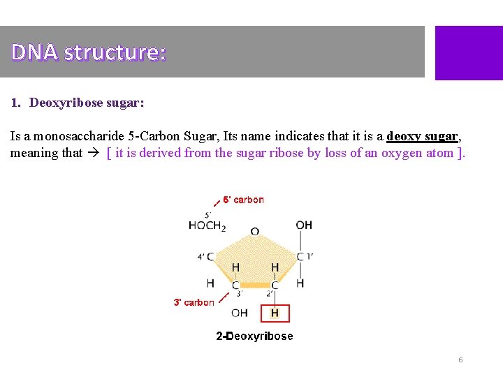 DNA structure: 1. Deoxyribose sugar: Is a monosaccharide 5 -Carbon Sugar, Its name indicates