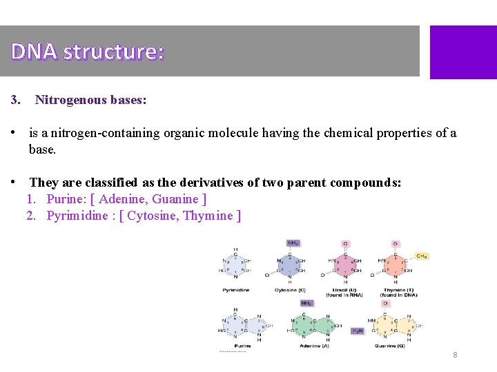 DNA structure: 3. Nitrogenous bases: • is a nitrogen-containing organic molecule having the chemical