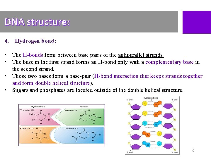 DNA structure: 4. Hydrogen bond: • The H-bonds form between base pairs of the